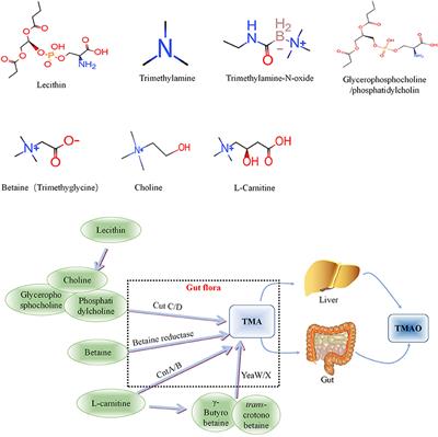 Gut Metabolite Trimethylamine-N-Oxide in Atherosclerosis: From Mechanism to Therapy